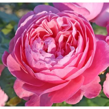 Kordes Roses Flora Olomouc keřová růže 2 l Sazenice Kordes Roses Flora Olomouc keřová růže 2 l