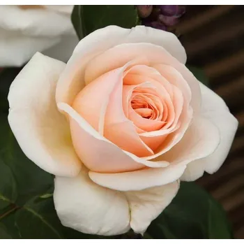 Sazenice Kordes Rosen Courage velkokvětá růže 2 l